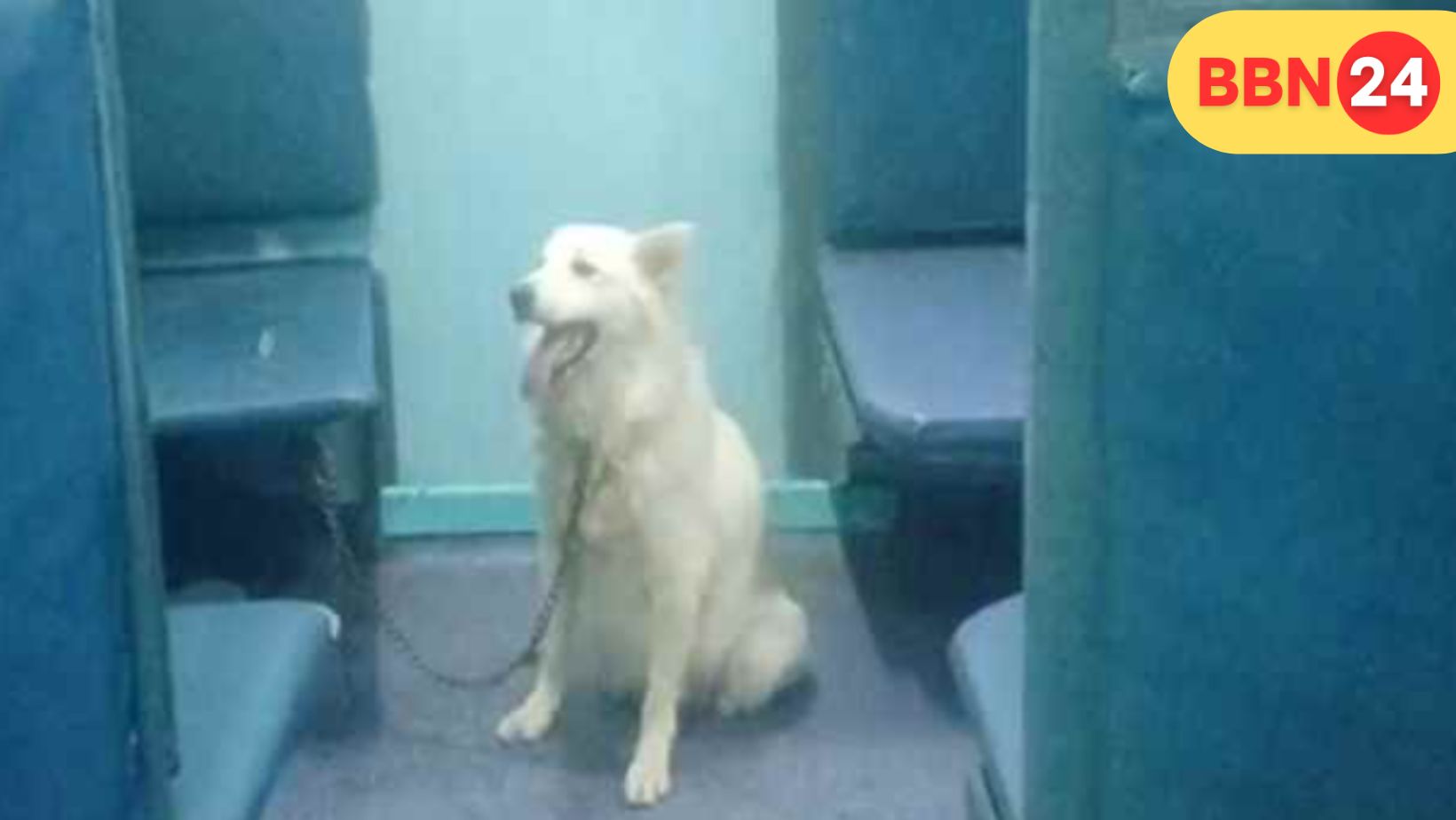 Bihar Train Dog Chaos Rucksual Sitamarhi