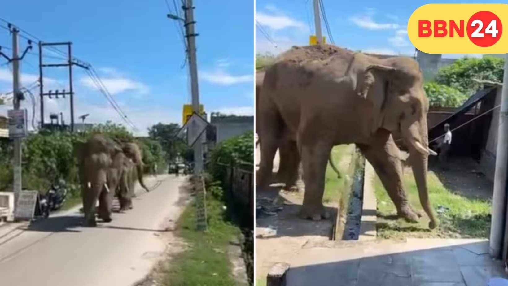 Haridwar Wild Elephants Viral Video